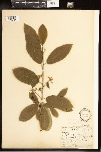 Frangula purshiana image