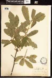 Frangula purshiana image