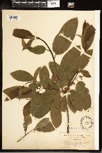 Frangula purshiana image