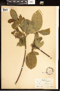 Frangula purshiana image