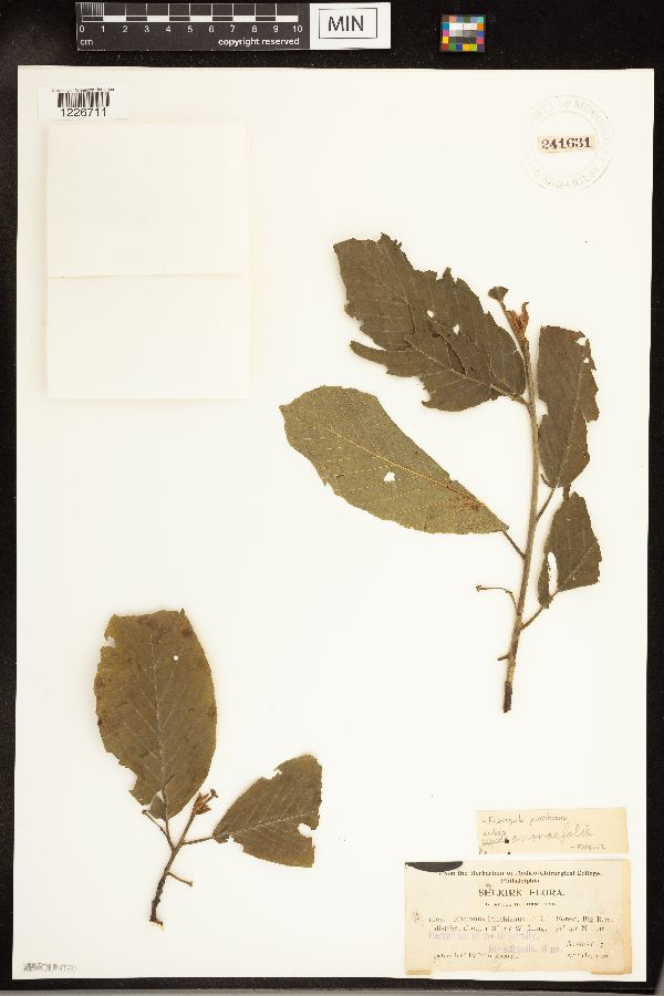 Frangula purshiana subsp. anonifolia image