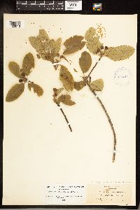 Frangula purshiana image