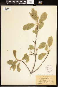 Frangula purshiana image