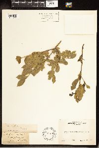 Frangula rubra image