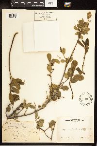 Frangula rubra image