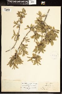 Frangula rubra image