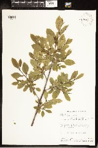 Frangula rubra image
