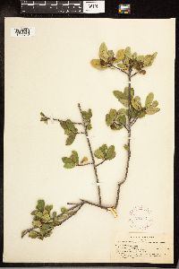 Frangula rubra image