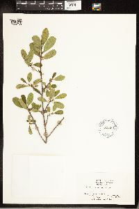 Frangula rubra image