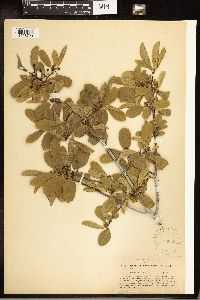 Frangula rubra image