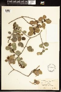 Frangula rubra image