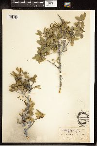 Frangula rubra image