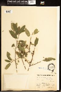 Frangula rubra image