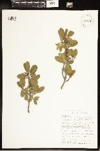 Media resource of Frangula rubra