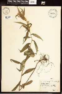 Solidago caesia image