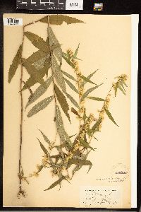 Solidago caesia image