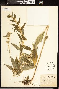 Solidago caesia image