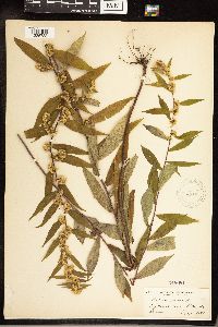 Solidago caesia image