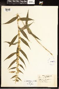 Solidago caesia image