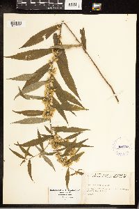 Solidago caesia image