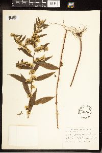 Solidago caesia image