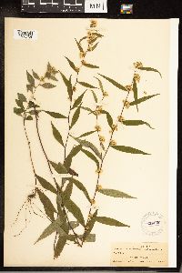 Solidago caesia image