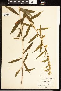 Solidago caesia image