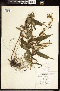 Solidago caesia image