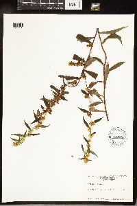 Solidago caesia image