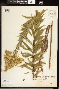 Solidago canadensis image