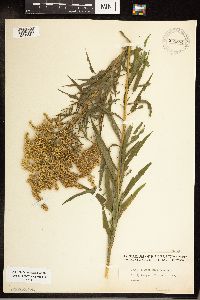 Solidago canadensis image