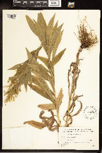 Solidago canadensis image