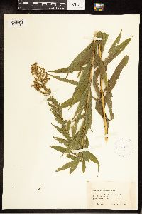 Solidago canadensis image