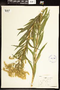 Solidago canadensis image