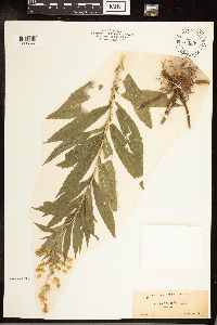Solidago canadensis image