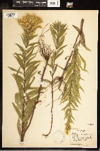 Solidago canadensis image