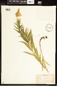Solidago canadensis image