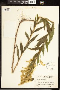 Solidago canadensis image