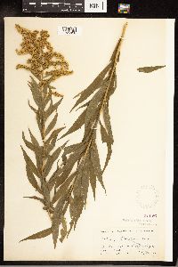 Solidago canadensis image