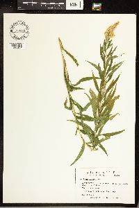 Solidago canadensis image