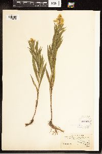 Solidago canadensis image
