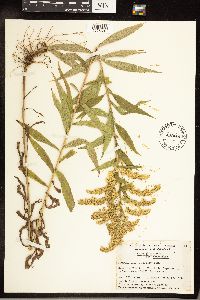 Solidago canadensis var. canadensis image