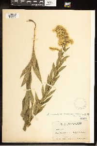 Solidago canadensis var. canadensis image
