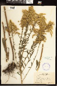 Solidago canadensis var. canadensis image