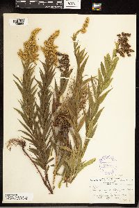 Solidago canadensis var. canadensis image