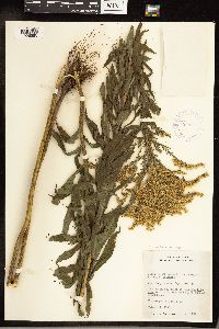 Solidago canadensis var. hargeri image