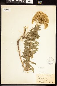 Solidago canadensis var. hargeri image