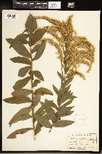 Solidago fistulosa image