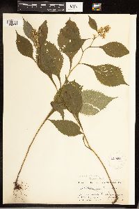 Solidago flexicaulis image
