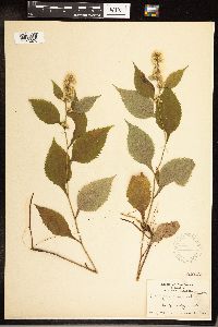 Solidago flexicaulis image